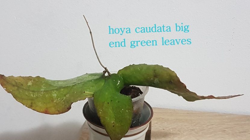  - caudata big end green leaves