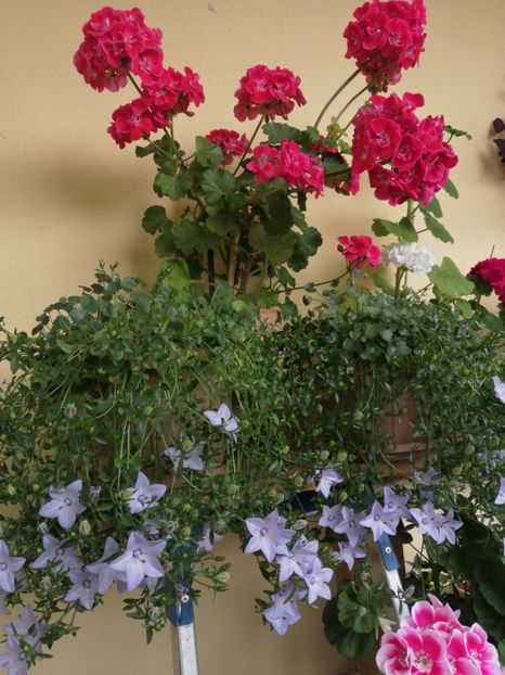  - Campanula