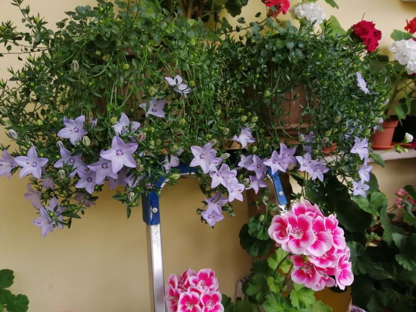  - Campanula