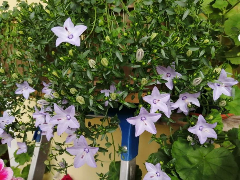  - Campanula