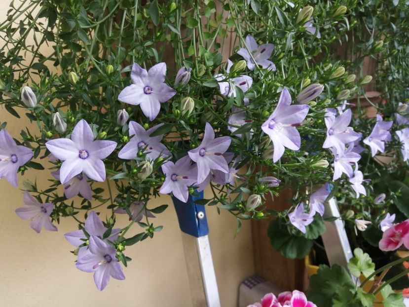  - Campanula