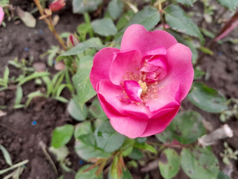 Angela - Primul bobocel și prima floricică mult așteptată