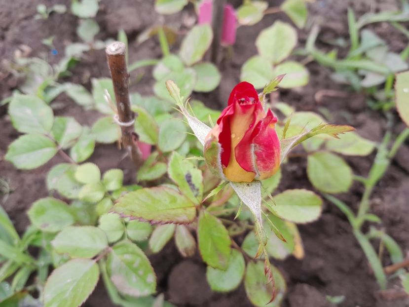 Ketchup &Mustard - Primul bobocel și prima floricică mult așteptată