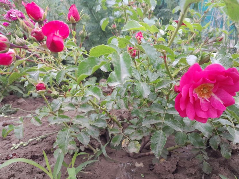 Nec. - 2023 trandafiri