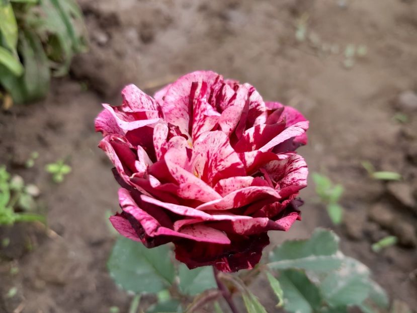 New imagine - 2023 trandafiri