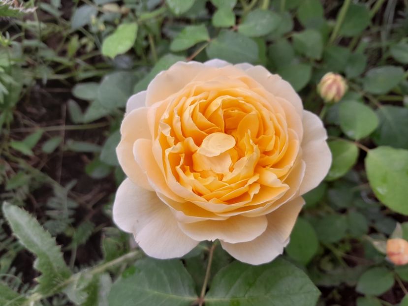 Molineaux - 2023 trandafiri