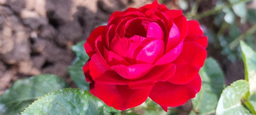 Red abundance - Trandafiri 2023