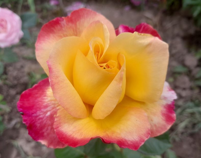 Pullman - 2023 trandafiri