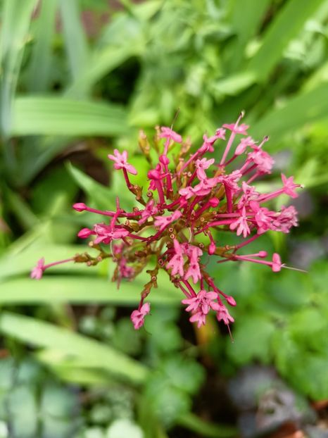 Centranthus ruber Coccineus - Grădina 2023 continuare 3