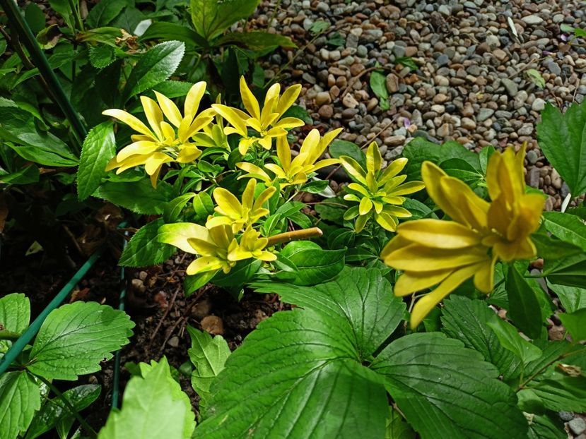 Choisya ternata Lich - Grădina 2023 continuare 3