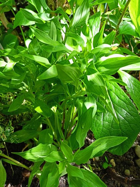 Alstroemeria Summer Samba Tessumsam - Grădina 2023 continuare 3