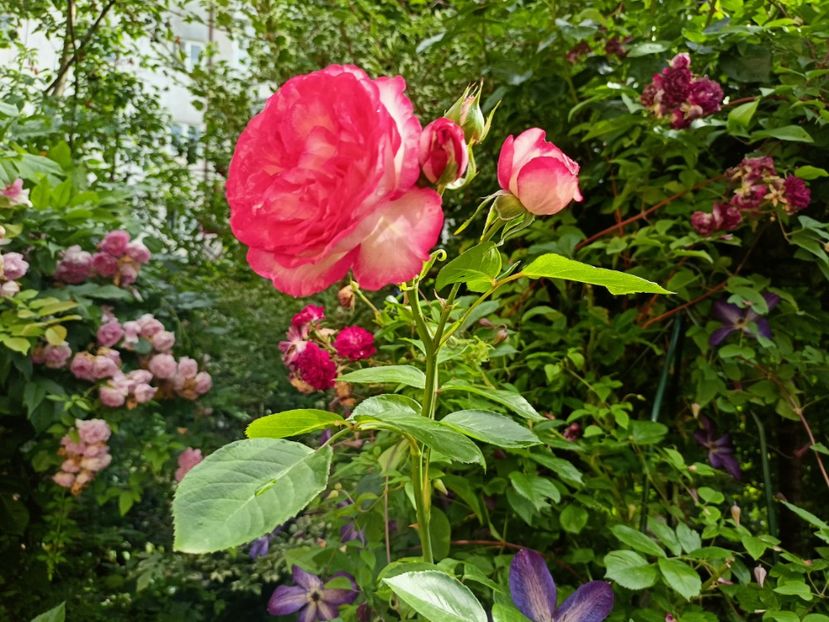 Patte de Velours - Grădina 2023 continuare 3