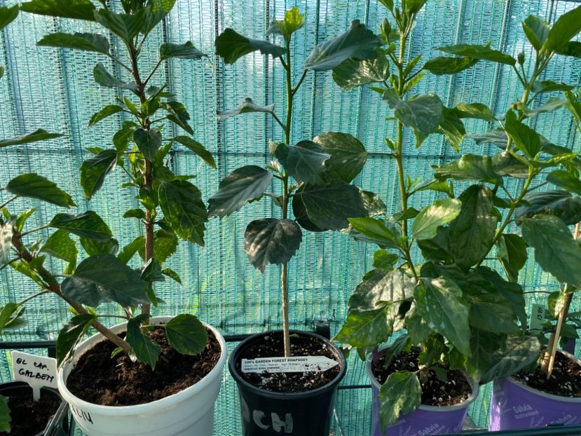 3359D059-22F3-4E0B-9AE1-229885AEA957 - 001 - Hibiscusi