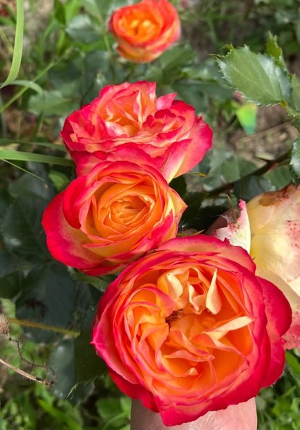 E6F147AA-3E6C-4007-8115-4F4884691657 - Trandafiri la balta 2023