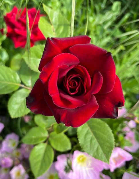 544F3BA4-087B-4E28-B6B5-40566F1F377A - Trandafiri la balta 2023