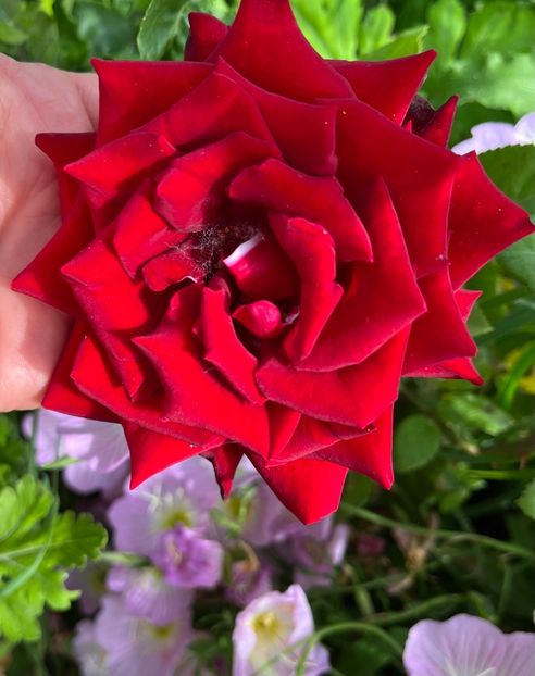 3988439F-6B8D-48A7-B89E-1019D9C8C04A - Trandafiri la balta 2023