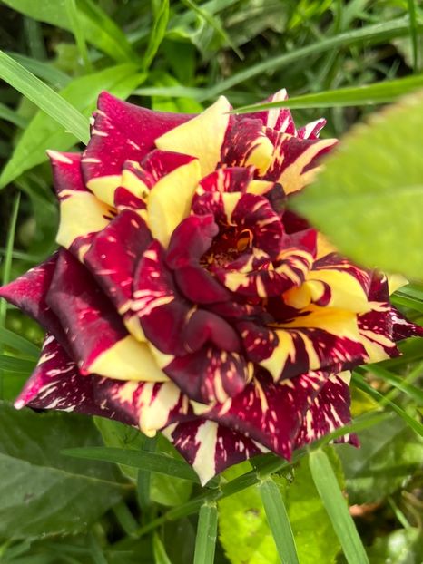 D6F3FD61-CEE1-4530-9AEC-FDDC79A09713 - Trandafiri la balta 2023