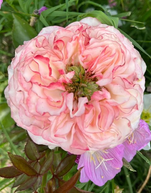 FD31228C-102C-4801-98EE-64F11F1693F5 - Trandafiri la balta 2023