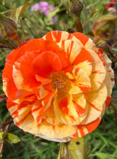 BA246B51-ED84-46C9-8B10-FFC78C897F0E - Trandafiri la balta 2023