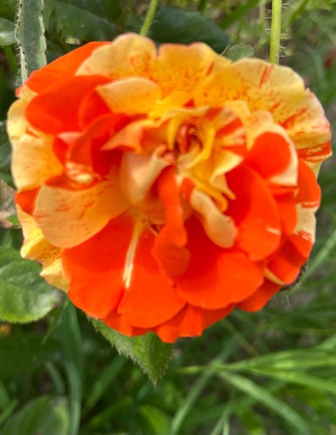 A5A61366-516E-40C4-A8EA-C7DEE506ABBD - Trandafiri la balta 2023