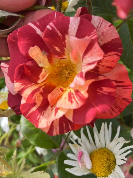 153C78B6-F38A-41AF-A0E8-AE97CD7021CE - Trandafiri la balta 2023