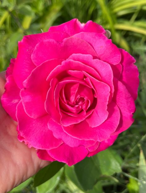 BA6D4582-3EA4-4FB6-8349-E4EB95FA2D67 - Trandafiri la balta 2023