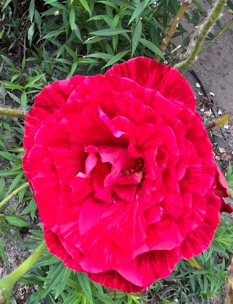 6300C4D6-4ACE-4942-9D14-0E1F6E11A2D6 - Trandafiri la balta 2023