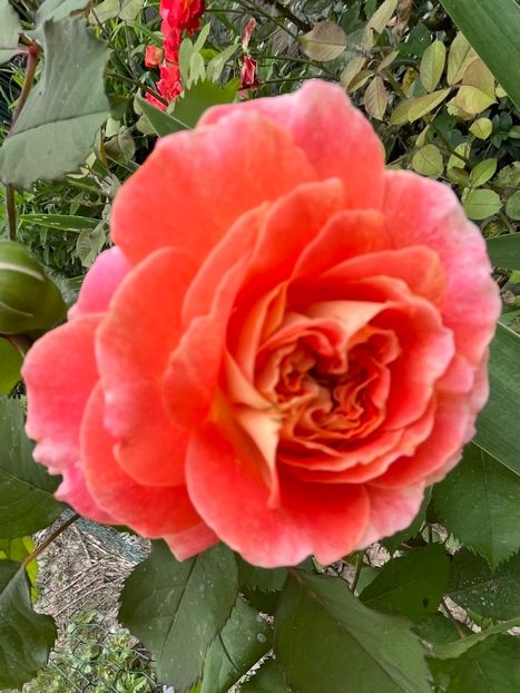 B14D4FC3-DBF7-4B9E-8A79-4BB03AED93AC - Trandafiri la balta 2023