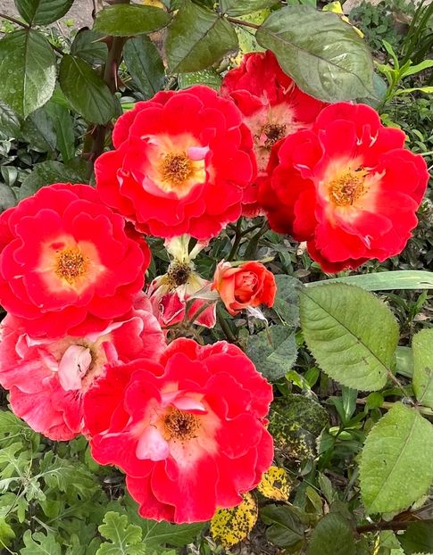 97F7E91E-2824-4286-A023-E3CB11B23096 - Trandafiri la balta 2023