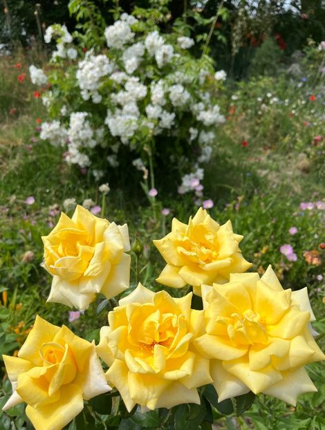 2CE143C7-1E19-4040-8820-B6DAFAA40DC9 - Trandafiri la balta 2023