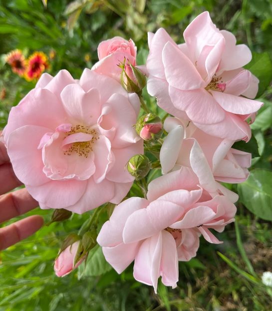 BC7B541B-D288-4042-A7B9-A0D73BF867B1 - Trandafiri la balta 2023