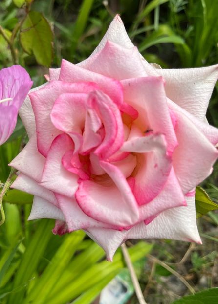 5135D0AF-DB96-4100-94F7-DDFFB8069A38 - Trandafiri la balta 2023