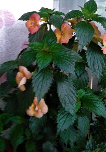  - Frumosi mei achi astazi