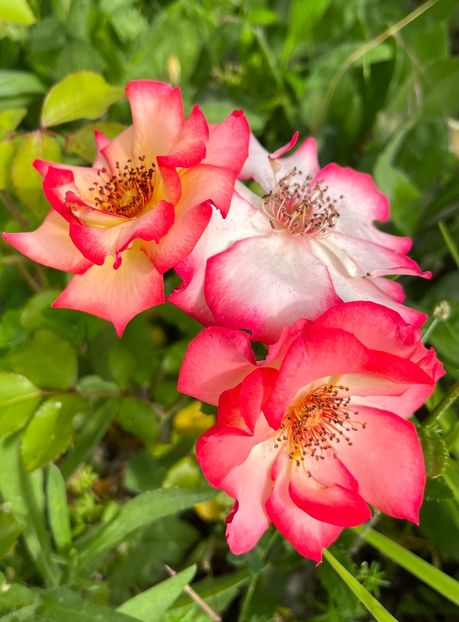 4C11624C-550B-421E-8772-D62D33AA8F9C - Trandafiri la balta 2023