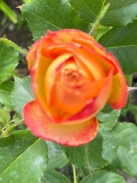 9D8B1728-E0C6-4F8B-B9ED-3F9C5FA62BA2 - Trandafiri la balta 2023