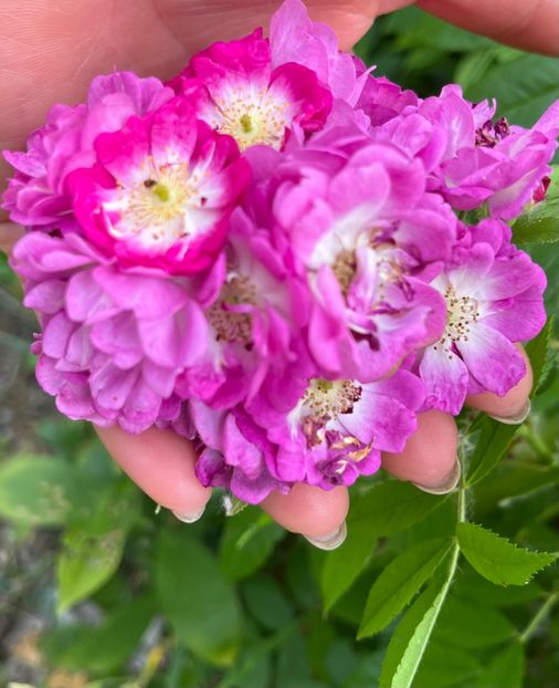 5EE190E9-5146-455A-B84B-BC8AFA0A8870 - Trandafiri la balta 2023