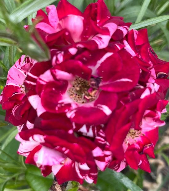 BEB314FC-73DB-46E2-8BE2-FFA6F7D6C335 - Trandafiri la balta 2023