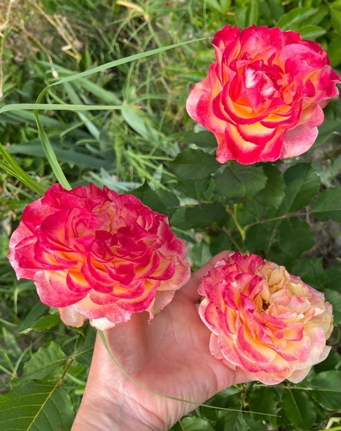 EBF00FBC-F17C-4696-A0E6-773A57DA77E1 - Trandafiri la balta 2023