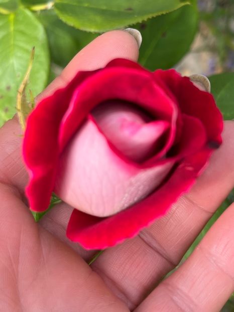 D2948CA4-490B-4EE6-B83F-5D18F7236F58 - Trandafiri la balta 2023