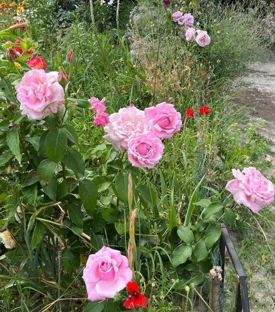 3566455B-60DA-4A28-8B5B-92CCBD3A72E7 - Trandafiri la balta 2023