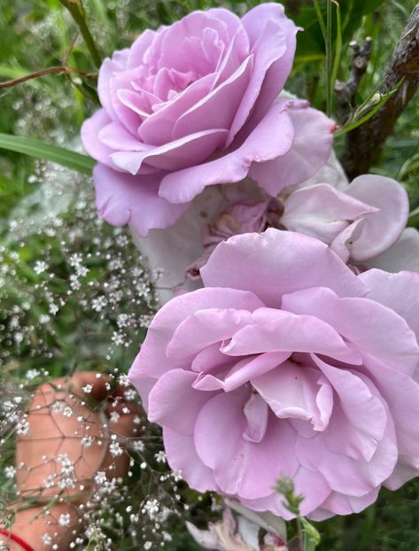 8285C5E5-C1FC-46D2-8866-DEF9B6BCAF0B - Trandafiri la balta 2023