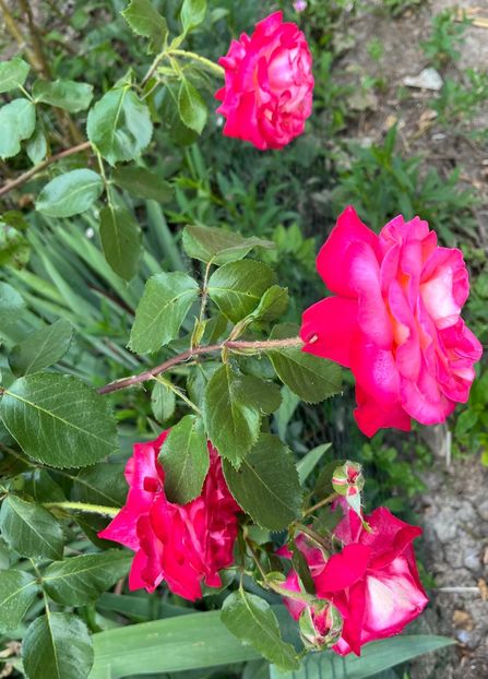 81787539-FE92-4948-8768-67DF86EF0149 - Trandafiri la balta 2023