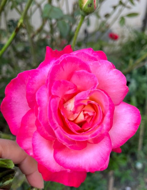 97CB86E4-8ABC-4183-A8E8-A44739DD0651 - Trandafiri la balta 2023