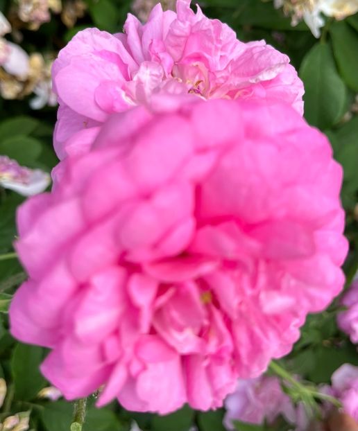 A43939DA-C7DF-4C22-BDD4-73C8F34CE1C2 - Trandafiri la balta 2023