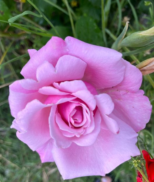 AE406190-D236-42F6-BC60-BA5155F36065 - Trandafiri la balta 2023