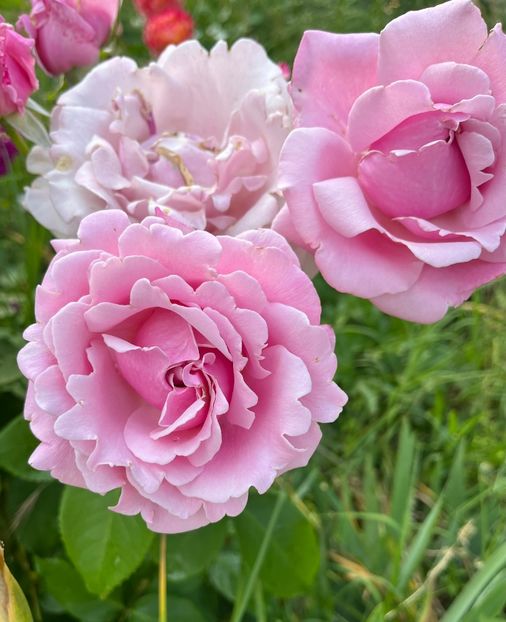 6C637682-7852-4FFE-8247-70A49C13C011 - Trandafiri la balta 2023