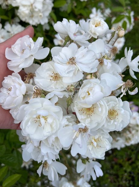 5016100C-FA68-4E03-80DF-69098AE70F6C - Trandafiri la balta 2023