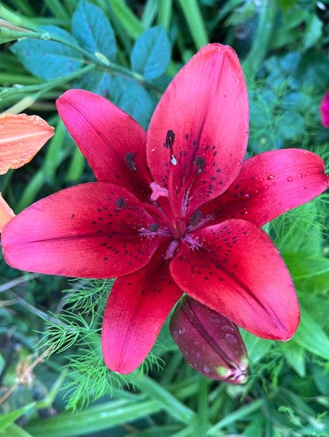 94A07102-5FF3-46B3-873A-416ECEB07919 - Crini 2016 2023