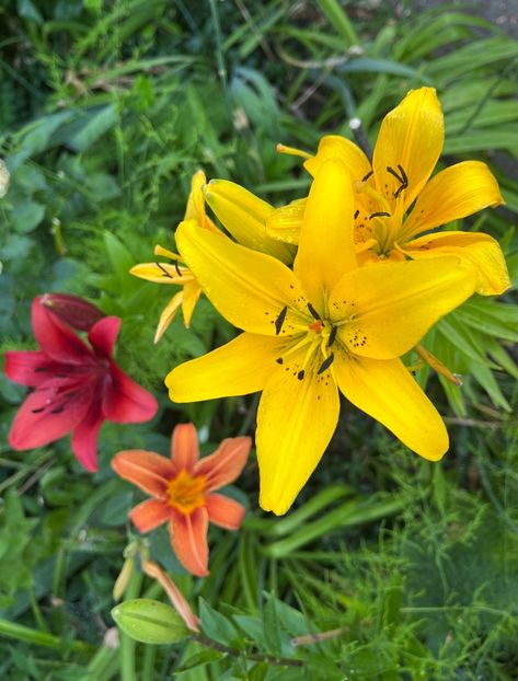 99E45DC3-FC1A-4D18-B05C-E6A4AB485F2D - Crini 2016 2023