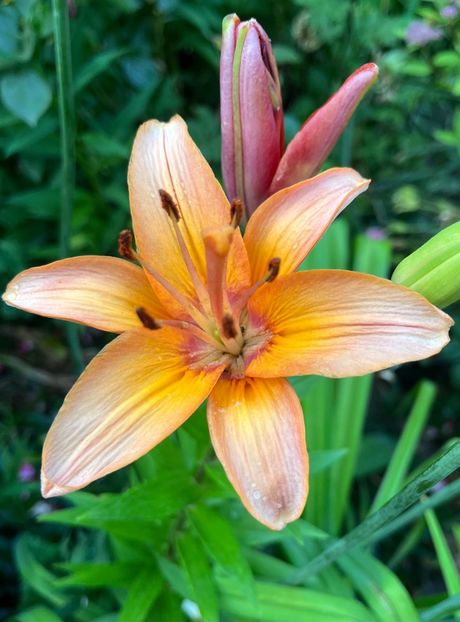 6A18B668-5630-454C-8CE3-508DF8E08587 - Crini 2016 2023